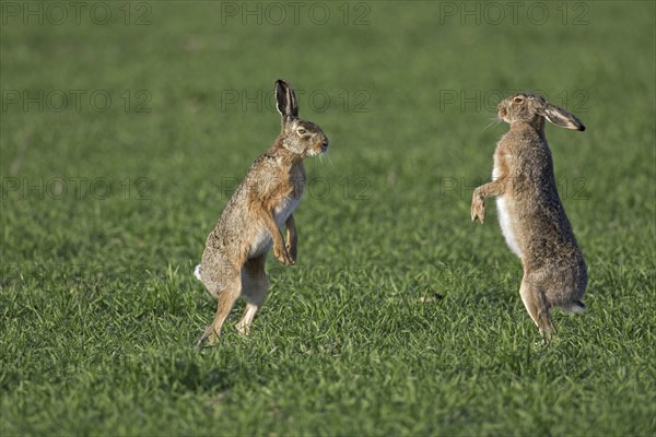 European Brown Hares (Lepus europaeus) boxing, fighting in field during the breeding season, Germany, Europe