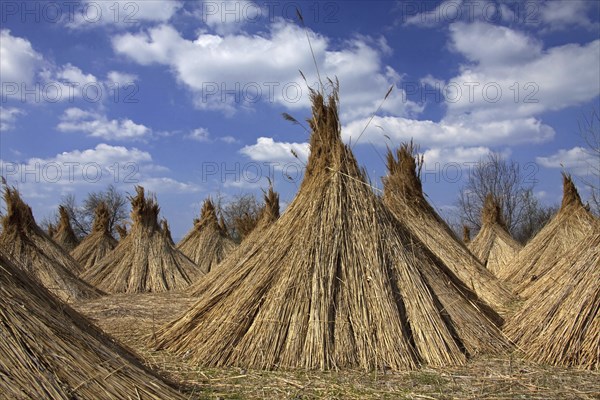 Common Reed (Phragmites communis) harvested bundles drying at Neusiedler Lake, Austria, Europe