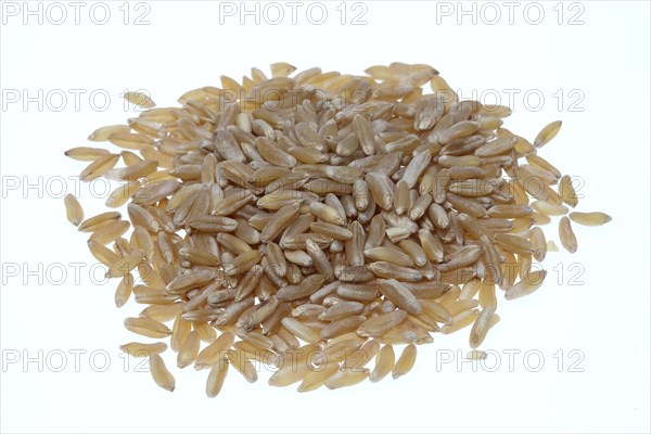 Khorasan wheat (Triticum turgidum × polonicum), also called kamut, is an old variety of spring wheat