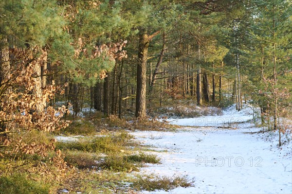 Trail going through a Scots pine (Pinus sylvestris) forest, snow, Upper Palatinate, Bavaria, Germany, Europe