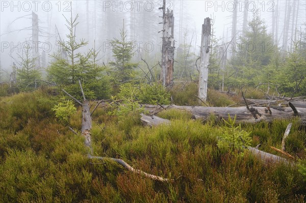 Dead spruce and fog in the Harz National Park, Lower Saxony, Germany, Europe
