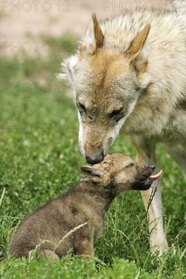Wolf with cub (Canis lupus)