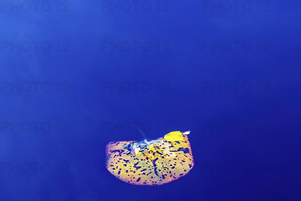 Autumn colored Water lily leaves floating in the water