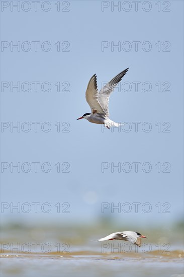 Elegant tern (Thalasseus elegans) flying in the sky above the sea, hunting, ebro delta, Catalonia, Spain, Europe