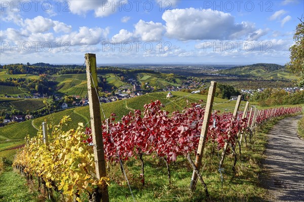 Autumn coloured vines, Kappelrodeck, Ortenaukreis, Black Forest, Baden-Württemberg, Germany, Europe