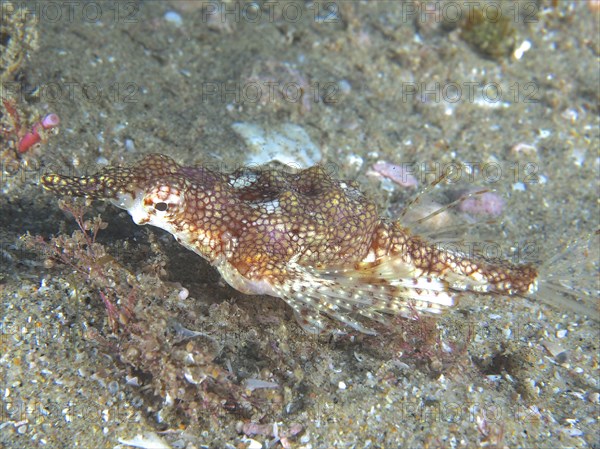 Little dragonfish (Eurypegasus draconis), dive site Sodwana Bay National Park, Maputaland Marine Reserve, KwaZulu Natal, South Africa, Africa