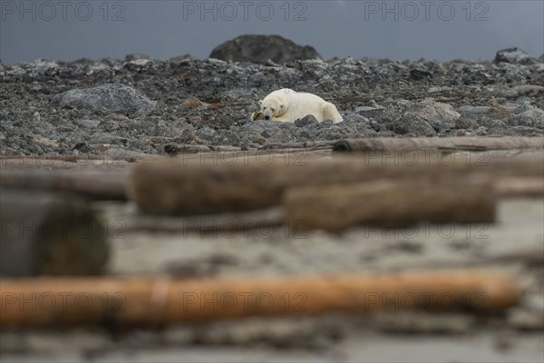 Reclining polar bear (Ursus maritimus), male, Blomstrandhalvoya, Svalbard and Jan Mayen archipelago, Norway, Europe