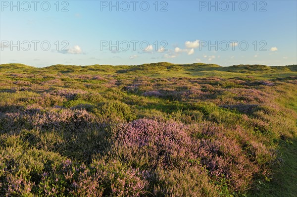 Common heather, De Bollekamer nature reserve, part of the Texel Dunes National Park, Texel Island, North Holland, Netherlands