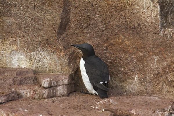 Thick-billed murre (Uria lomvia), Brünnich's guillemot breeding on rock ledge of sea cliff in seabird colony, Alkefjellet, Hinlopenstreet, Svalbard, Norway, Europe