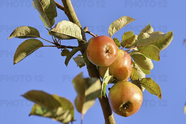 Ripe red apples hanging ready for harvest on a tree in front of a blue sky, fruit tree, orchard, North Rhine-Westphalia, Germany, Europe