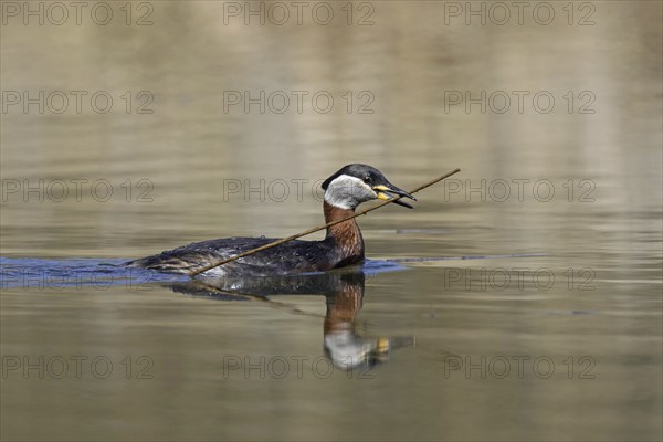 Red-necked grebe (Podiceps grisegena) (Podiceps griseigena) swimming with twig in beak for nest building during the breeding season in spring