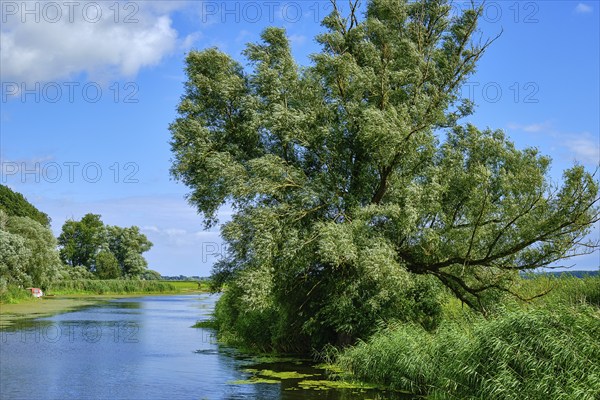 Picturesque river landscape, view from the heritage-protected wooden bascule bridge over the Trebel near Nehringen, municipality of Grammendorf, Mecklenburg-Western Pomerania, Germany, Europe