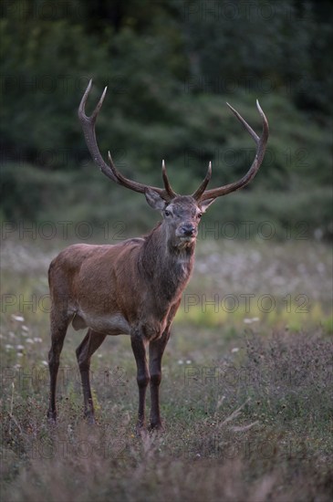 Red deer (Cervus elaphus), red deer, capital mountain stag enters the clearing in rutting season