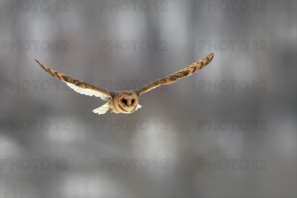 Central European barn owl (Tyto alba guttata), adult, flying, in winter, in snow, Bohemian Forest, Czech Republic, Europe