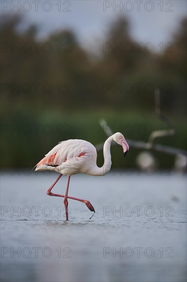 Greater Flamingo (Phoenicopterus roseus) walking in the water, Parc Naturel Regional de Camargue, France, Europe