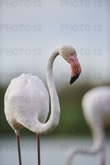Greater Flamingo (Phoenicopterus roseus) standing in the water, portrait, Parc Naturel Regional de Camargue, France, Europe