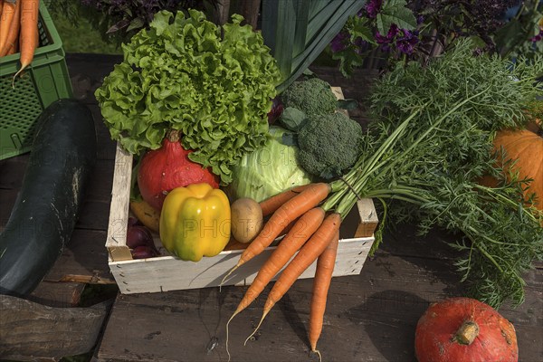 Mixed organic vegetables, Franconia, Bavaria, Germany, Europe