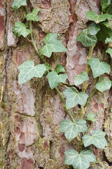 Common ivy (Hedera helix) growing up a tree in a forest, detail, Upper Palatinate, Bavaria, Germany, Europe