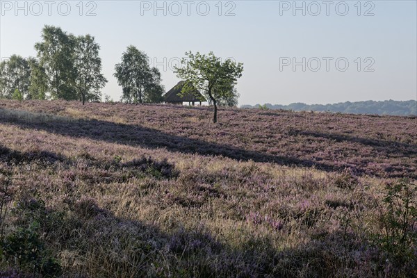 The Suhorn hut on the Wümmeberg during the heath blossom in the Lüneburg Heath nature reserve. Niederhaverbeck, Lower Saxony, Germany, Europe