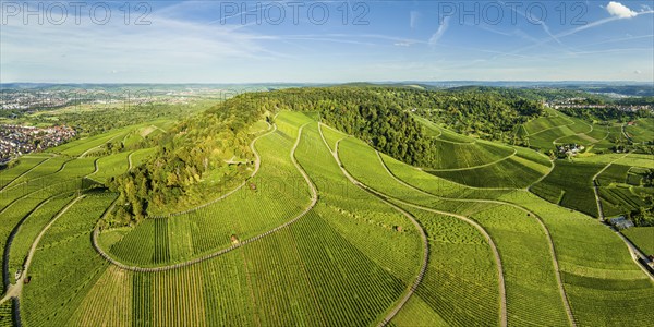 Vineyard at Kappelberg in aireal view, Remstal valley, Baden Württemberg, Germany, Europe