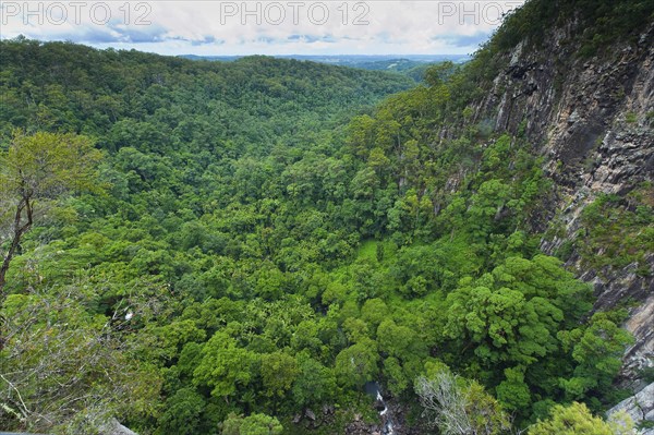 Eucalyptus trees (Eycalyptus), tree, palms, rainforest, landscape, tropics, plant, flora, jungle, nature, Nightcap National Park, Queensland, Australia, Oceania