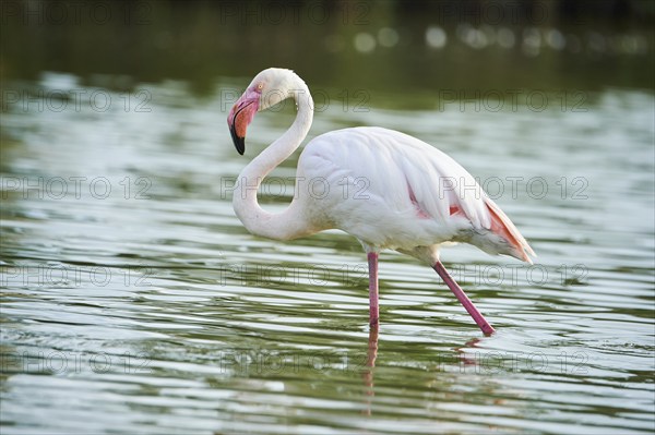 Greater Flamingo (Phoenicopterus roseus) walking in the water, Parc Naturel Regional de Camargue, France, Europe