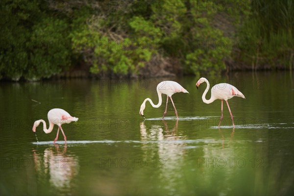 Greater Flamingos (Phoenicopterus roseus) walking in the water, Parc Naturel Regional de Camargue, France, Europe