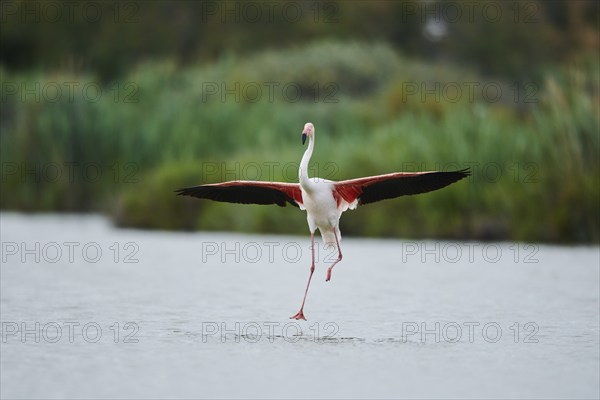 Greater Flamingo (Phoenicopterus roseus), landing in the water, Parc Naturel Regional de Camargue, France, Europe