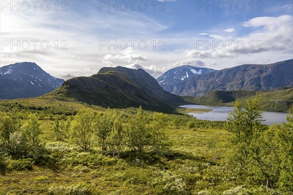 Barren mountain landscape with lake and birch trees, Knutshøe mountain and Leirungen nedre lake, Fjell, Øystre Slidre, Jotunheimen National Park, Norway, Europe