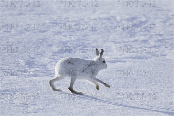 Mountain hare (Lepus timidus), Alpine hare, snow hare in winter pelage running in the snow, Cairngorms National Park, Scotland, UK