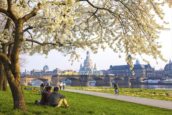 Spring on the Königsufer in Dresden