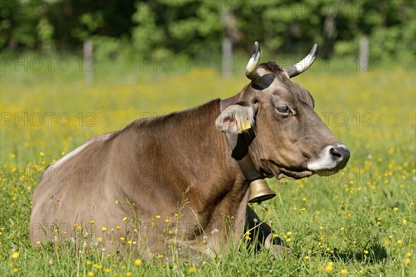 Domestic cattle (Bos primigenius taurus) with a cowbell resting in a meadow, Stillachtal near Oberstdorf, Allgäu Alps, Allgäu, Bavaria, Germany, Europe