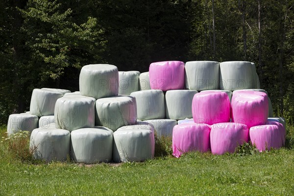Colourful hay bales in the meadow near the village of Koppl, Osterhorngruppe, Flachgau, Land Salzburg