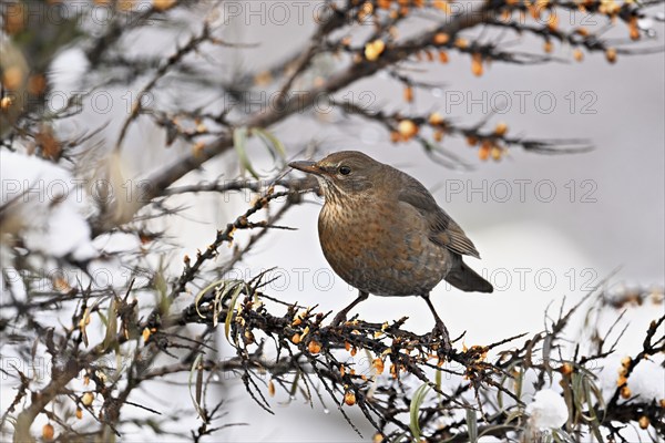 Blackbird (Turdus merula), female sitting on a branch, Switzerland, Europe
