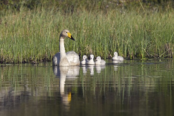 Whooper swan (Cygnus cygnus) adult swimming in lake with cygnets in spring in Scandinavia