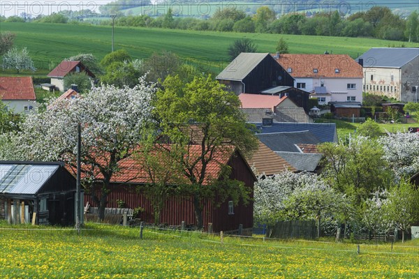 Cows on the pasture in Reinhardtsgrimma