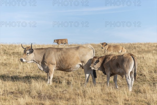 Aubrac cows in a dry pasture in summer. Aubrac, France, Europe