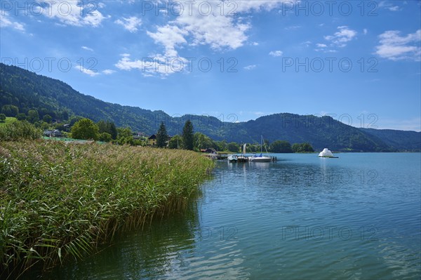 Lakeside, reed, sky, clouds, summer, Ossiach, Lake Ossiach, Carinthia, Austria, Europe