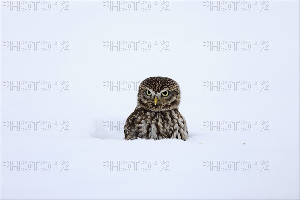 Pygmy Owl (Glaucidium passerinum), adult, in the snow, in winter, portrait, alert, Bohemian Forest, Czech Republic, Europe