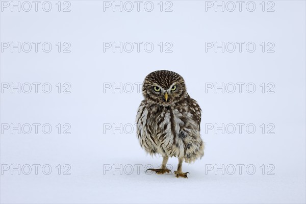 Pygmy Owl (Glaucidium passerinum), adult, in the snow, in winter, alert, Bohemian Forest, Czech Republic, Europe