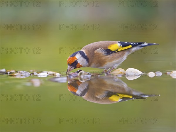 Goldfinch, european goldfinch (Carduelis carduelis) drinking in shallow water, mirror image, Solms, Hesse, Germany, Europe