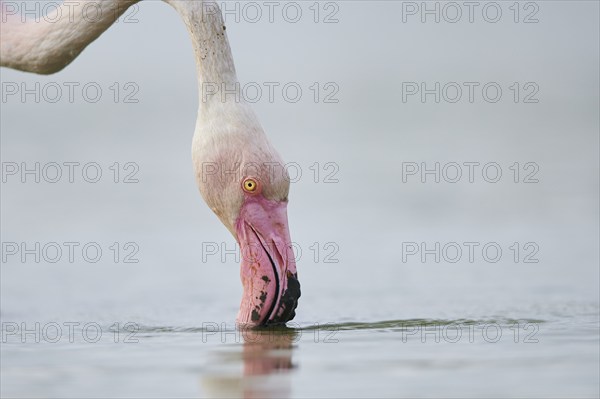 Greater Flamingo (Phoenicopterus roseus) standing in the water, portrait, Parc Naturel Regional de Camargue, France, Europe