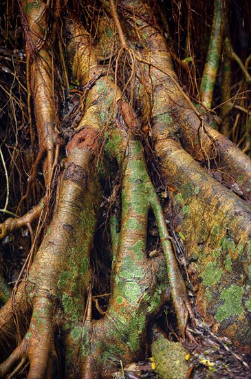 Structure, pattern, deposits, patina, art, nature, nature art on tropical tree, rainforest, climate, Australia, Oceania
