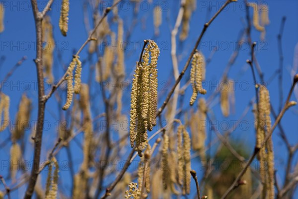 Male catkins of the hazelnut
