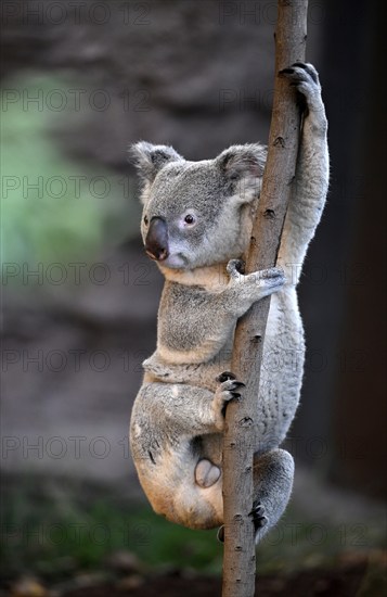 Koala (Phascolarctos cinereus), climbing on tree trunk, captive, Baden-Württemberg, Germany, Europe