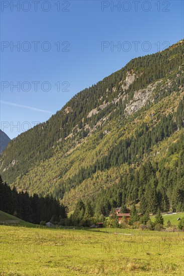 Agriculture, Alpine pasture in the Zillergrund valley, Zillertal Alps, Alpine pasture, mountain slope, coniferous forest, blue sky, Tyrol, Austria, Europe