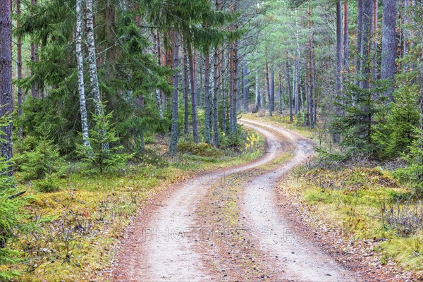 Curvy dirt road in a pine forest at autumn, Sweden, Europe