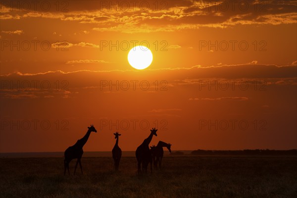Group of Giraffes (Giraffa camelopardalis) walks in African savanna at sunset. Etosha National Park, Namibia, Africa