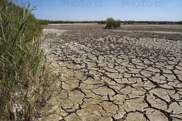Heavily desiccated soil of Lake Neusiedl, Lake Neusiedl-Seewinkel National Park, Illmitz, Burgenland, Austria, Europe