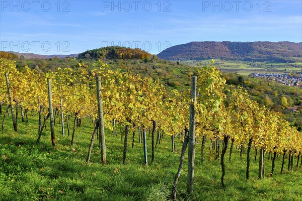 Autumn vineyard landscape on the Swabian Alb in the vineyards of Metzingen, Baden-Württemberg, Germany, Europe